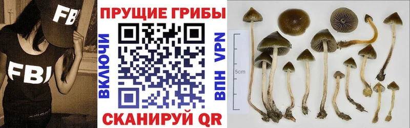 Галлюциногенные грибы Psilocybe  цены наркотик  Майкоп 