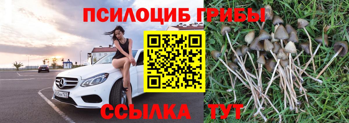 Майкоп  Галлюциногенные грибы прущие грибы  Вход с VPN 